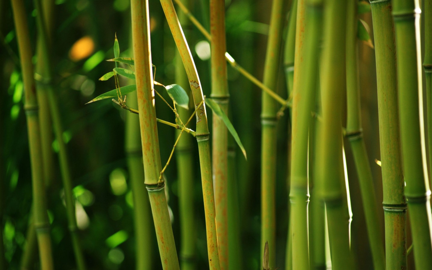 Bamboo Cutting Saws