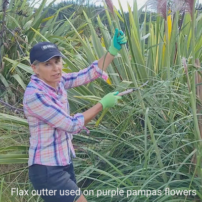 Cutting pampas grass